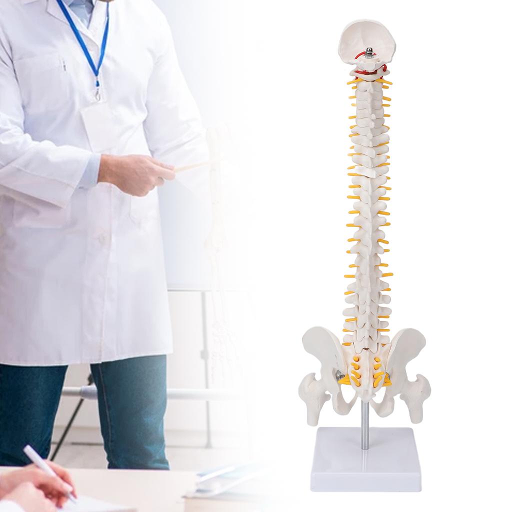 Vertebral Column Model Flexible Spine Caudal Vertebra Anatomical Model with Spinal Nerves for Science Classroom Teaching