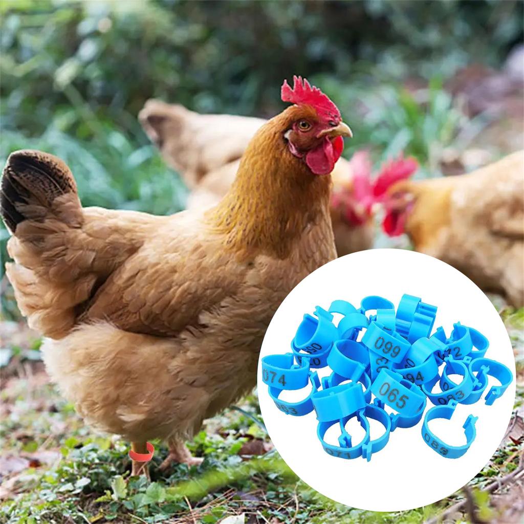 1Pack/100Pcs Inner Diameter 2.5cm Poultry Clip-type Foot Ring NO.001-100 Chicken Duck Goose Pigeon Label Buckle Poultry Supplies