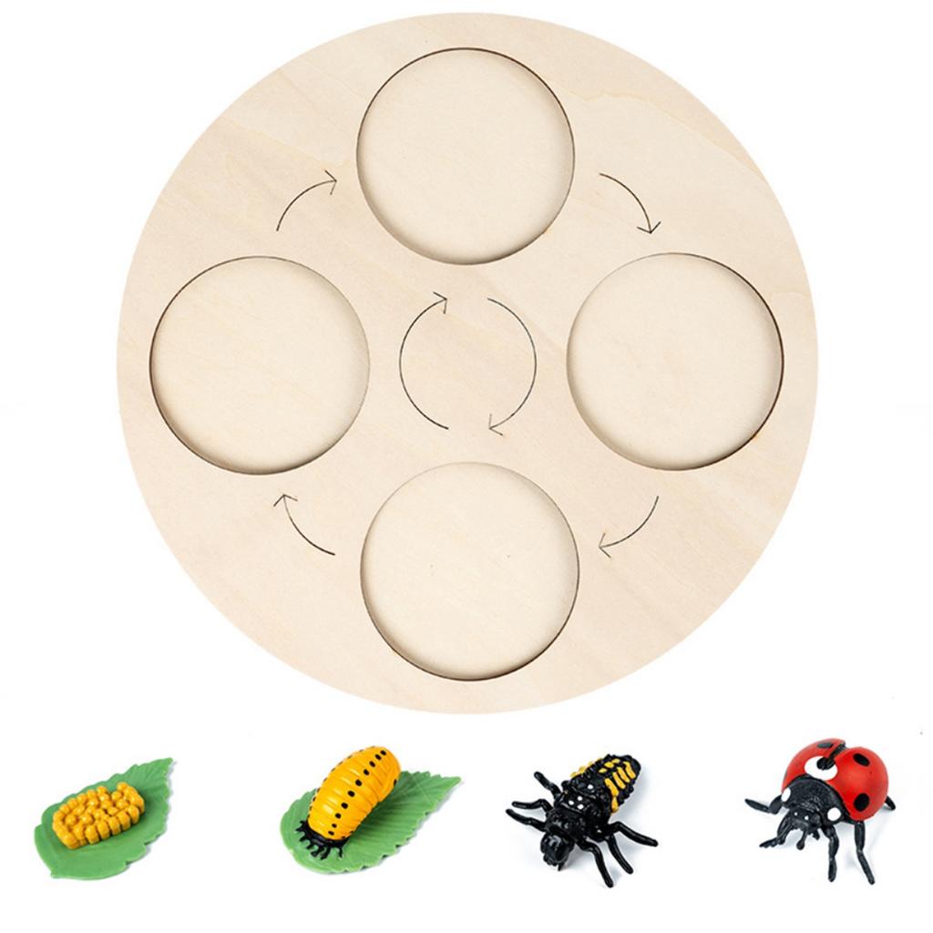 Insects Life Cycle Kit Stages of Insect with Wooden Tray Educational School Project for Kids