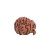Ganesh Mukhi Rudraksha for Removing Obstacles, Success, Wisdom and Protection