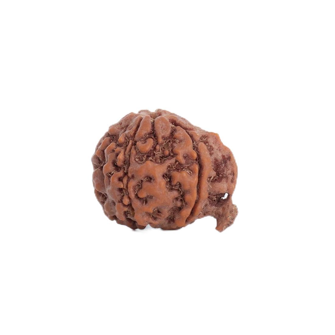 Astrotalk Ganesh Mukhi Rudraksha for Removing Obstacles, Success, Wisdom and Protection