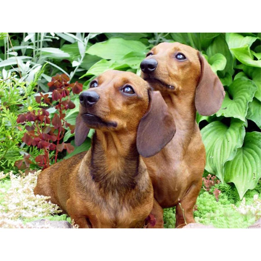 Kompletní 5D kutilské diamantové malování Všechny druhy psů Diamantové vyšívání Sady křížkového stehu Domácí dekorace Ručně vyrobený dárek