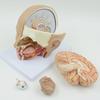 4-Part Mid-Sagittal Head Model with Cerebral Arteries