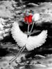 5D Diy Diamond Painting Flower for Adult Crystal Rhinestone Embroidery Rose Diamond Mosaic Handicraft Home Decor