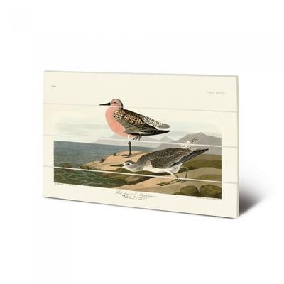 John James Audubon Rotbrust-Flusswasserläufer-Holzdruck