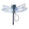 Künstliche Libellen-Dekoration mit Kordel/Anstecknadel Tragbar Outdoor Camping Mücken Fliegenabwehr Simuliertes 3D Libellenmodell Ornament Kinder Lernspielzeug