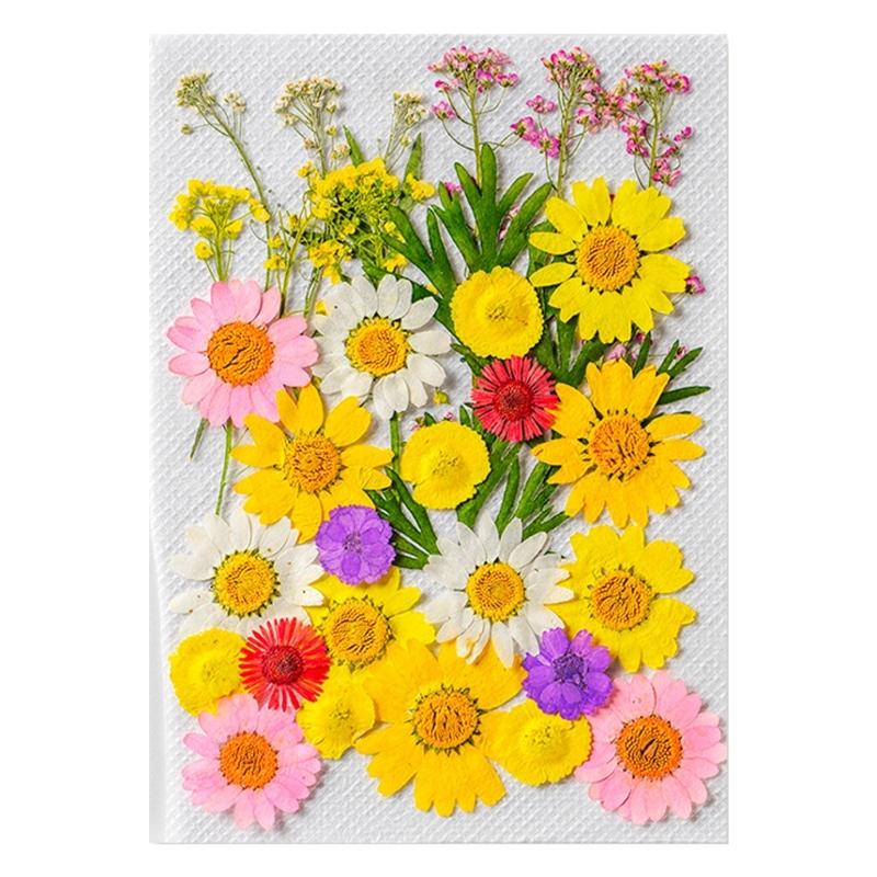 Colorful Real Dry Herbs Set Assorted Dried Flower Bundle Pressed Flower for Creative Scrapbook and Decors