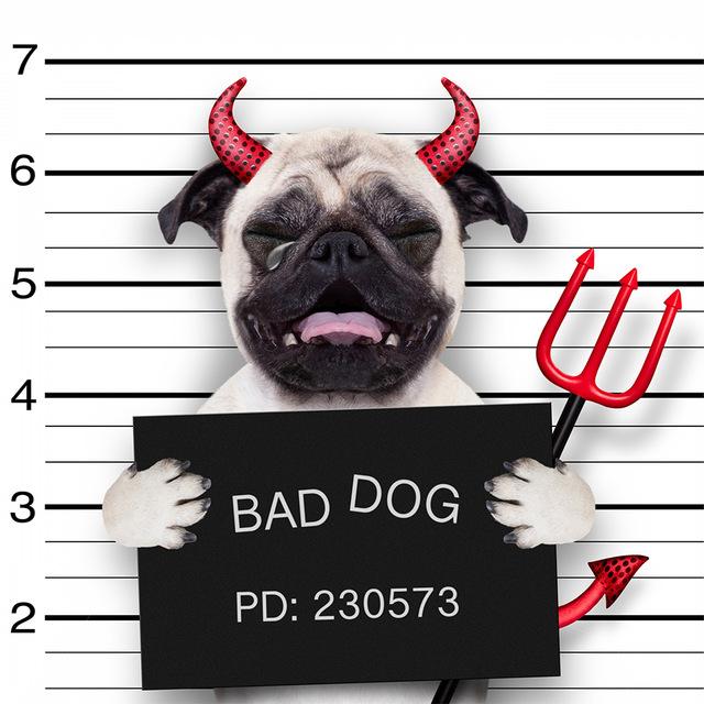 5d Diamond Painting Cat DIY Mosaic Flower Full Round/Square Diamond Embroidery Animal Handicraft Decor For Home