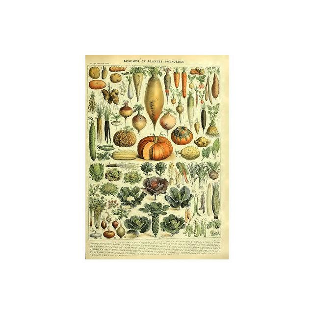 Vintage Vegetable Fruit Botanical Education Poster Mushrooms Chart Drawing Wall Art Canvas Painting for Living Room Decor Quadro