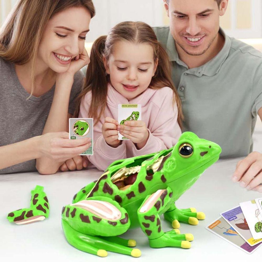 Early Learning Biology Education Toy Frog Organs Frog Dissection Model For Children