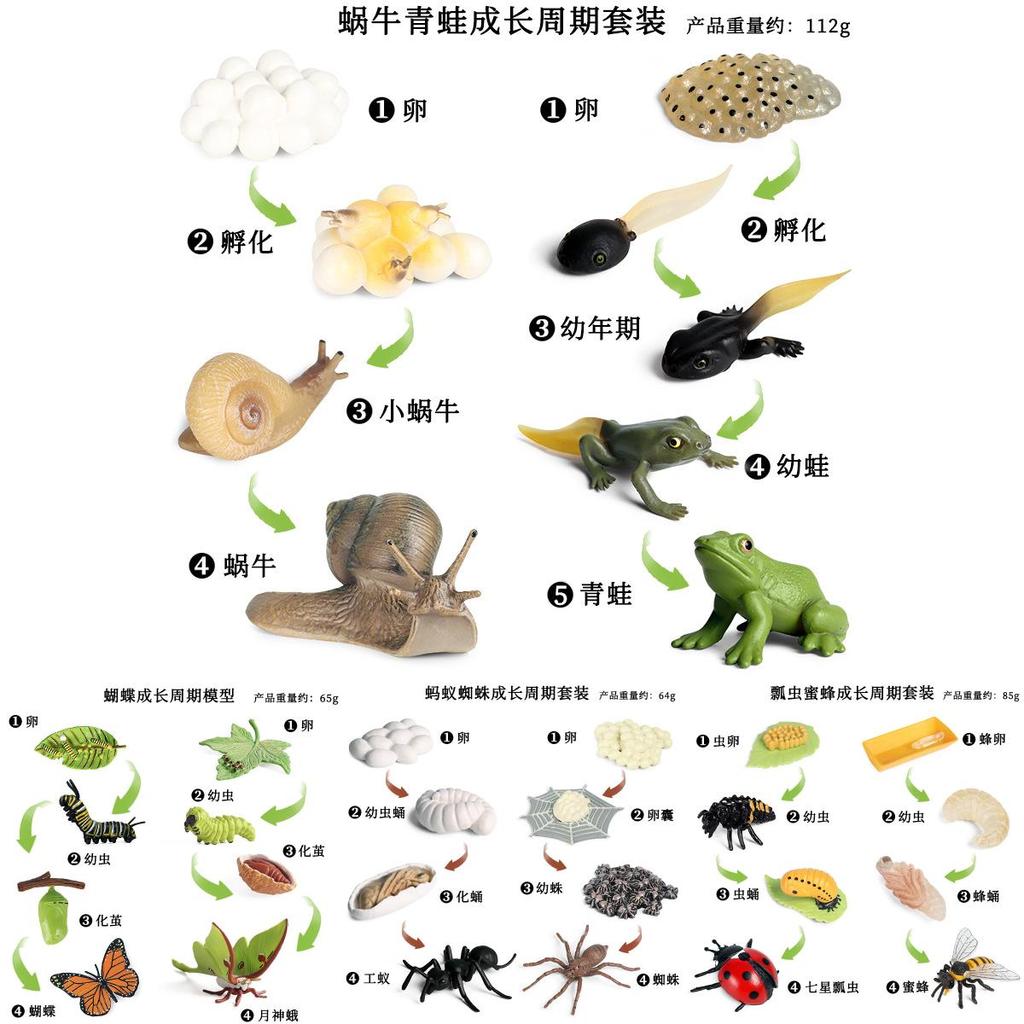 Insect Growth Cycle Model Set With Plastic Materials For Educational Kids Science Toys