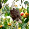 Outdoor Garden Ringing Owl Shape to Deter Birds Hanging Pendant Bird Scarer Gadget with Reflective Strap for Outdoor