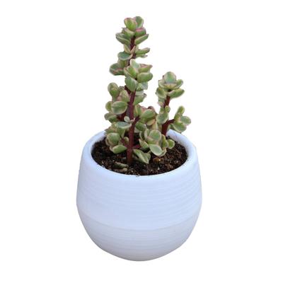 Succulent Pot Mini Seedling Flower Container Plastic Flower Pot for Garden Courtyard Balcony