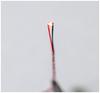 HiQ Parts LED Series 2 LED for Plastic Model Kits One-Touch Pre-Wired Ultra-Small Lamps, Red, 2-Pack, (LEDS-RED)