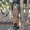 Emoi Bird Feeder Hanging Wild Birds Small Stylish Plastic Bird Feeder with Grid Tube Bird Feeder Stand Feeding Container Bird Supplies Feeding Station
