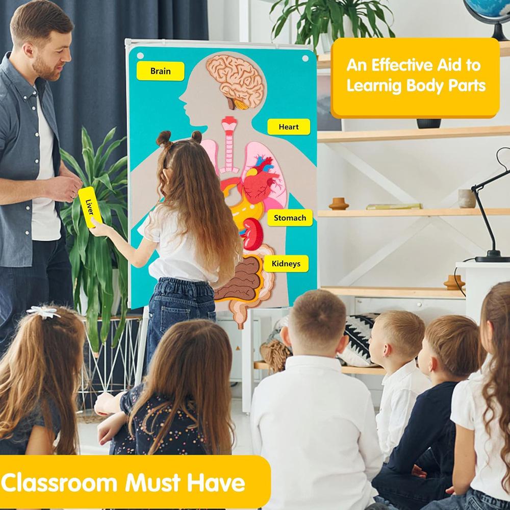 Modello Corpo Umano Feltro Per Bambini Insegnamento Parti del Corpo Lavagna Feltro Storie Attività Sensoriali Giocattolo Insegnamento Prescolare Storia Tavola da Viaggio