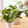 2pcs/set Portable Sprinkler Head Watering Flower Plant Nozzle Home Plant  Pot Flowering Tools Gardening Watering Device Tools