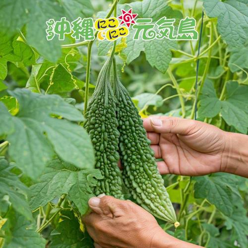 Bitter Melon Powder, Ryukyu Bitter Melon Powder, 40g X 1 Bag, 100% Okinawan Produce, Made In Japan, Additive-Free, Caffeine-Free, Green Juice, Bitter