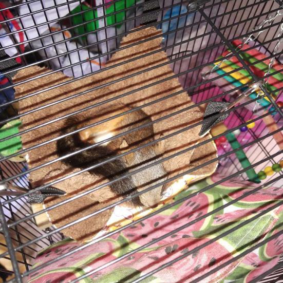 Double Level Small Pet Hamster Squirrel Parrot Hanging Warm Hammock Nests Cage