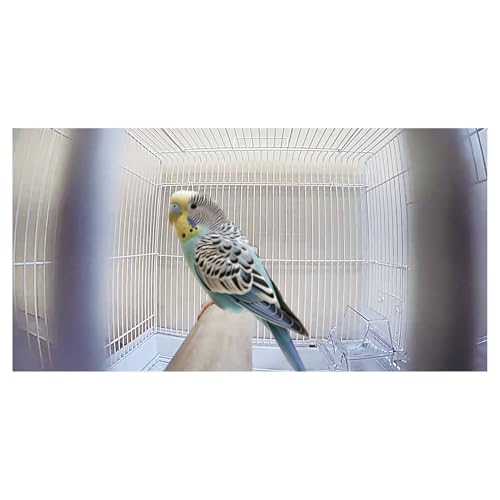 Minimal Land Wi-Fi connected monitoring camera for small animals, birds, and reptiles. Smartphone compatible. Marukan ML-668. Ideal for home monitorin