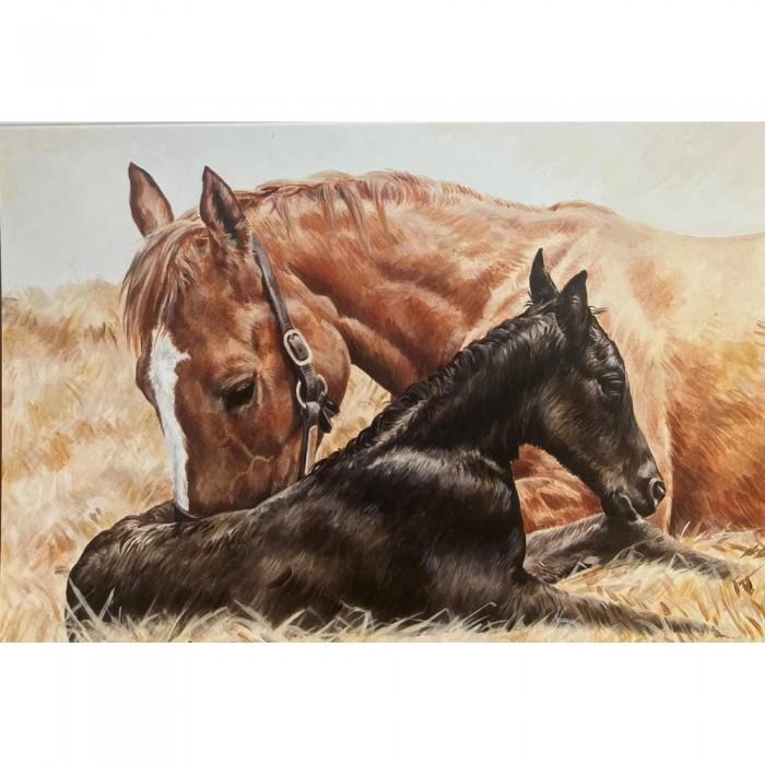 Caroline Cook The Newborn Foal Greetings Card (Pack of 10)
