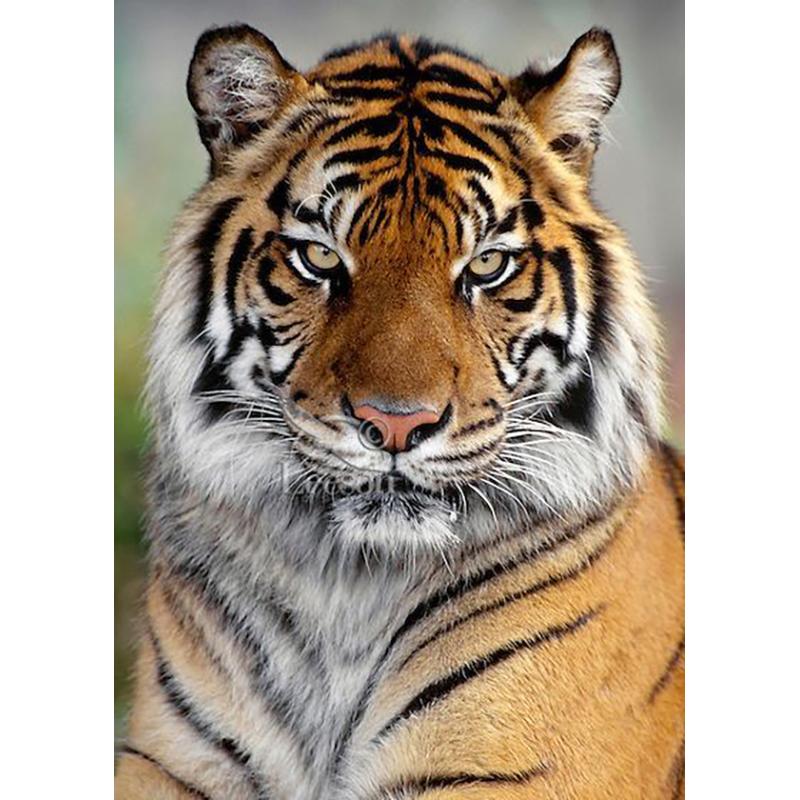 5D DIY-diamantmaleri helrundt bor Dyr tiger korssting mosaikkkunst oljemaleri diamantbroderi hjemmedekorasjon