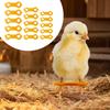 15 Stück Kükenbein-Fesseln Vögel Spreizbein-Korrekturband Neugeborenen-Hühnerbein-Fessel-Stütze für Papageien Unzertrennliche