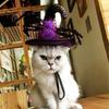 Hat Witch Halloween For Dog Cat Pet Party Fancy Dress Up Accessories Costume