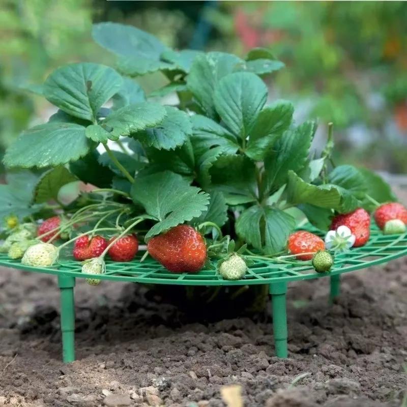 Strawberry Growing Racks Plant Support Strawberry Supports with 4 Sturdy Legs Garden Plants Fruit Stand Garden Accsesories