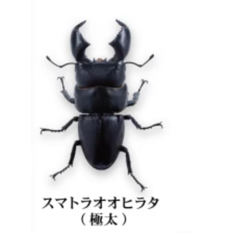 

Prosopocoilus Inclinatus Gashapon Toys Encyclopedia Miniature Simulation Ornament Collection Action Figure Toys 11cm