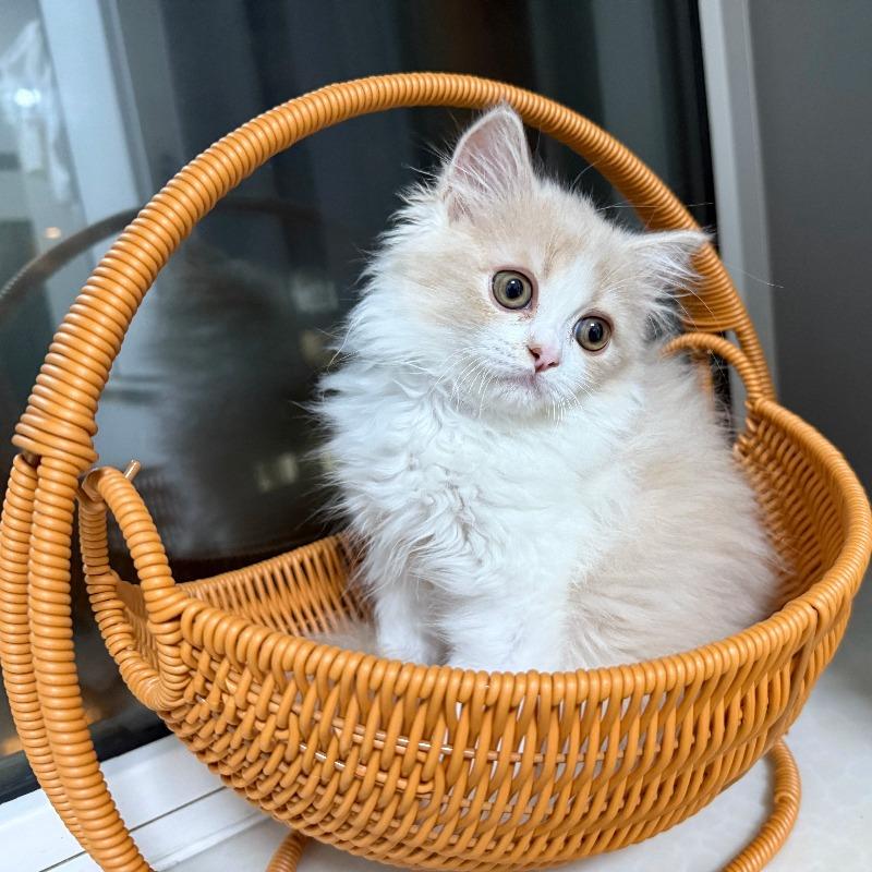 XIUGOUDUOLA  Cat Hammock with Bracket Indoor Hanging Pet Beds for Cats and Small Pets Weight Bearing Rattan/Winter