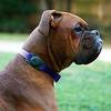 Case-Mate AirTag Hundehalsbandhalter Kratzfester Haustierhalsband-Halter Silikon AirTag Schutzhülle GPS-Tracker Anhänger für Hund & Katze Schwarz 1er-Pack