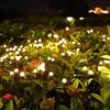 Outdoor Lights Solar Lawn Lamp Garden Lamp LED Wind-driven Firefly Ground Plug Lamp for Garden Lawn IP65 Landscape Holiday Light
