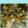 Artificial Lemon Fruit Branch Foam For Photography And Staging Decoration Props