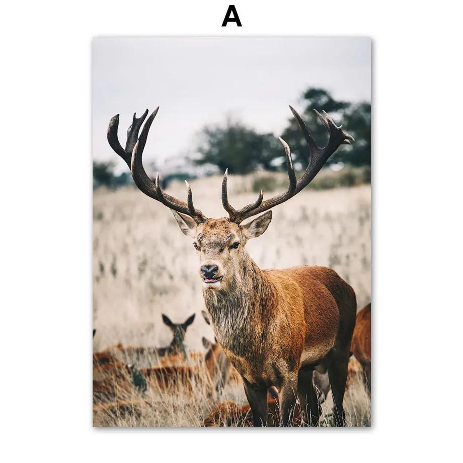 

Скандинавский постер пальмовый лист трава овца олень альпака тыква велосипед настенная живопись холст картины осень картинки для декора гостиной 21cm×30cm NoFrame