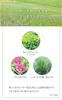 Natural Island Japanese Mint Refreshing Refreshing with an Invigorating Treats Stickiness and Made In Japan Shampoo, 400ml, Scent, Odor,