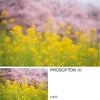 [Amazon.co.jp Exclusive] Kenko PRO1D Pro Softon [B] (W) 49mm Soft Filter - Strong Soft Diffusion Effect - Creates a Striking Effect by Blurring Light 