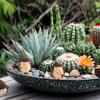 DeryArcle Hedgehog Set of Miniature Lawn Resin Fairy Garden House Entryway Cute Fairy Fairy Good Micro Borrowed Cute and Soothing Flower Moss Entryway