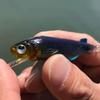 Hatakui Gyoshi RUDIE'S (Pink Sardine, 4.0 Inch)