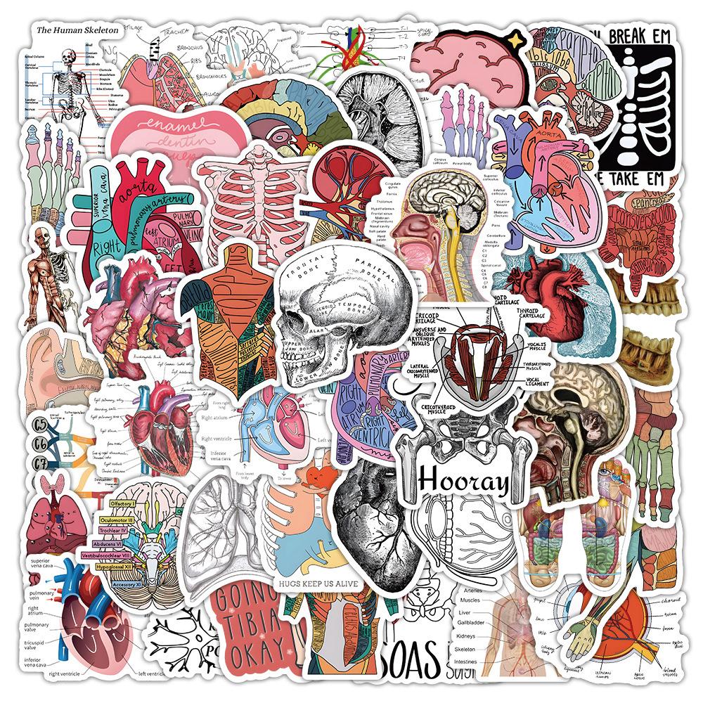 10/30/50pcs Anatomy and Physiology The Body Structure Stickers Skeleton Decals Notebook Laptop Luggage Decoration Sticker Pack