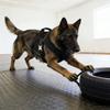 Imbracature per slitta da cane Pet Strong Training Sledge Supplies Imbracatura da slitta per cane da allenamento