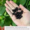 Natural Soapberry Bodhi Seed Prayer Beads Bracelet – 108 Beads, 500g Bulk