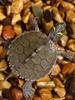 Live Mississippi Map Turtle - Small Deep Water Pet, Ideal for Mixed Breeding Ornamental Tanks