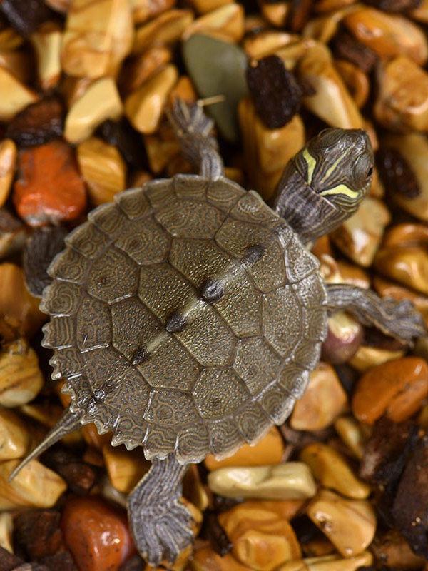 Live Mississippi Map Turtle - Small Deep Water Pet, Ideal for Mixed Breeding Ornamental Tanks