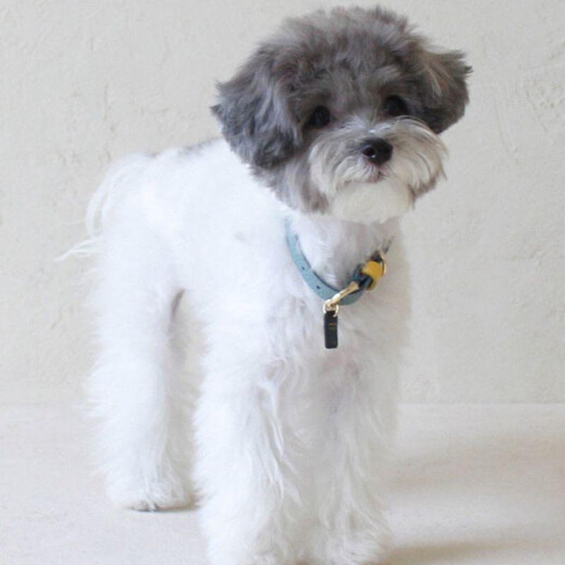 MAISON DE MIU Petsnal Color Leash Indian Blue/Yellow