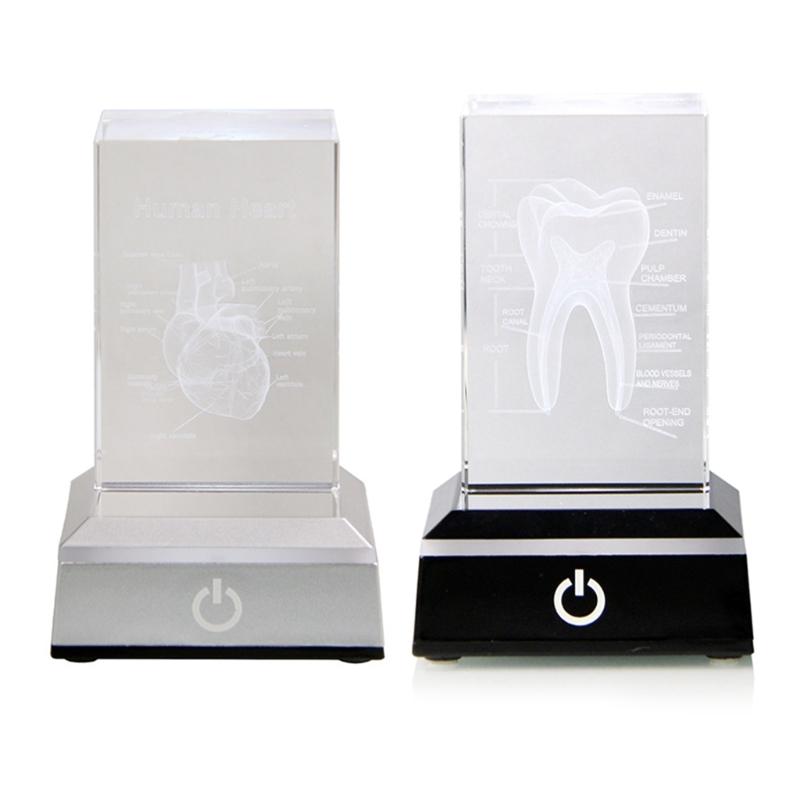 3D Lasers Etched Crystal Human Organs Model Anatomical Heart/Teeth Figurines Glass Paperweight with LED Base Doctor