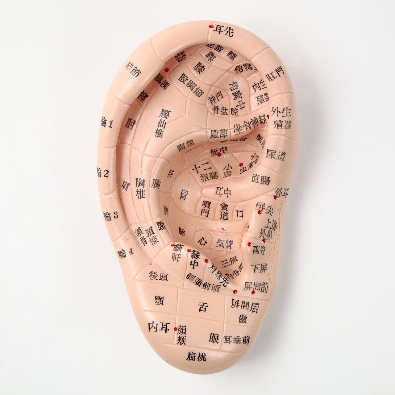 Beautear Ear Model, Japanese Version, 17cm, Ear Acupoint Model, Ear Acupoint Jewelry, Japanese Description, Auricle Diagram, Acupoint Location Verific