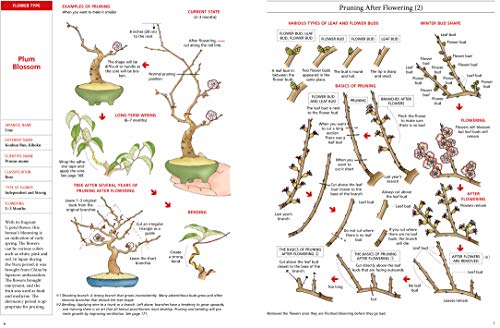 Introduction To Bonsai: The Complete Illustrated Guide for Beginners (with Monthly Growth Schedules and Over 2,000 Illustrations)