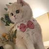 Cute Cat Collar Wool Crocheted Cats Bowtie Collar Bow Tie Pet Bib For Cats Kitten And Small Dogs Puppies Tie Accessories