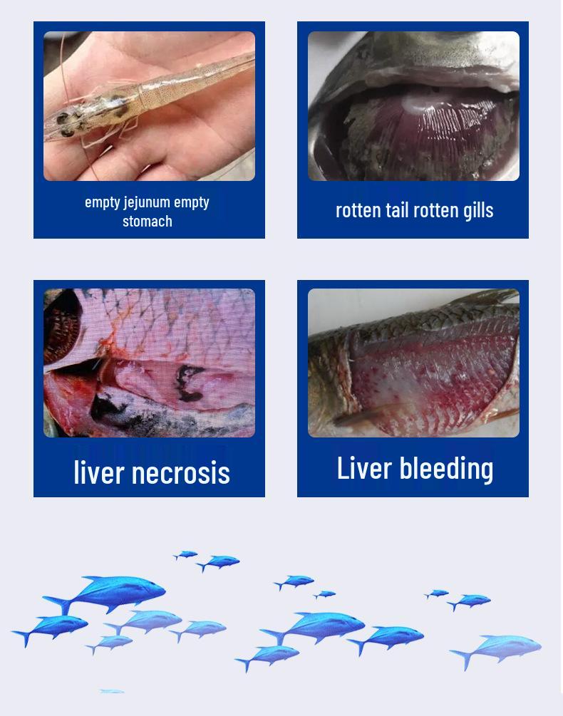 Male Animal Liver Intestine Supplement for Aquatic Nutrition In Fish, Shrimp, and Crab Farming - Buy More, Save More
